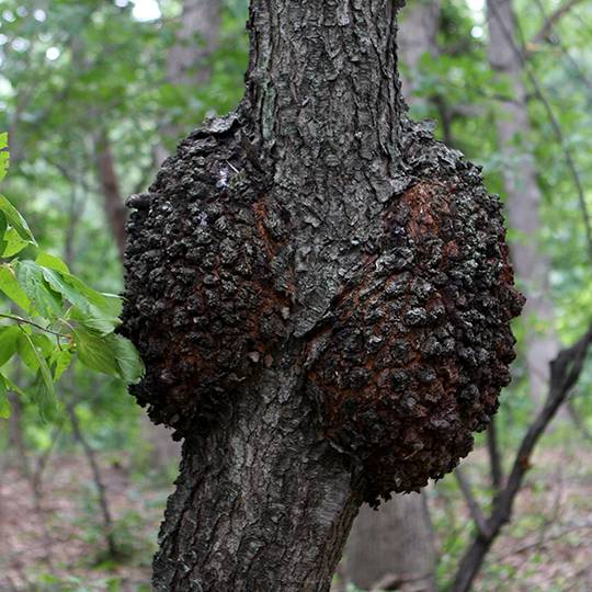 Tree Disease Diagnosis