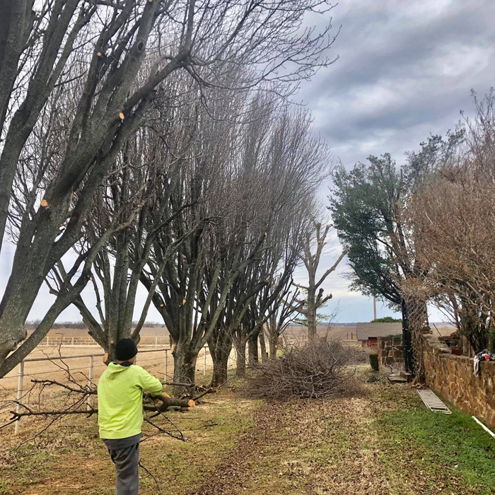 Tree Raising