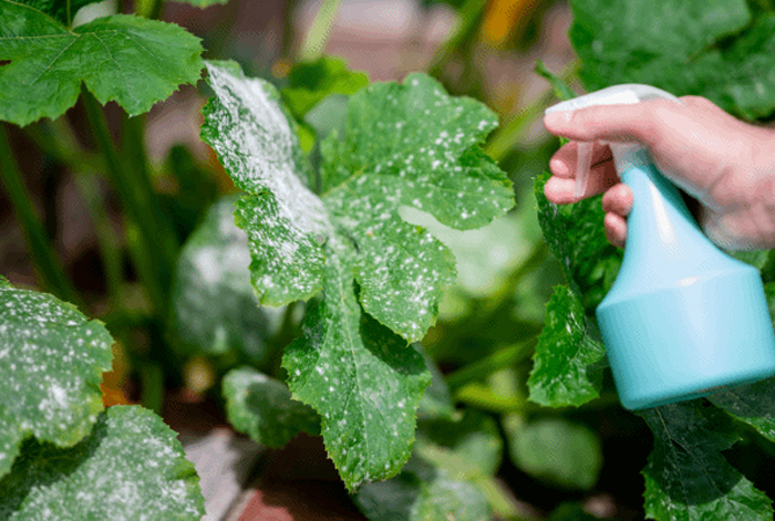 Fungicide