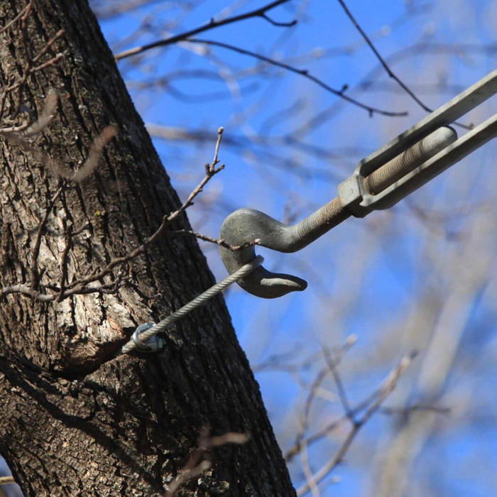 Tree Cabling